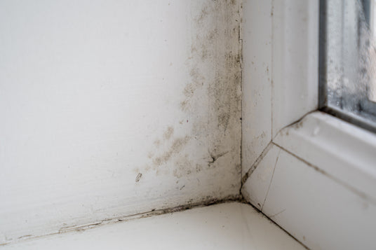 Schimmel in Ecke